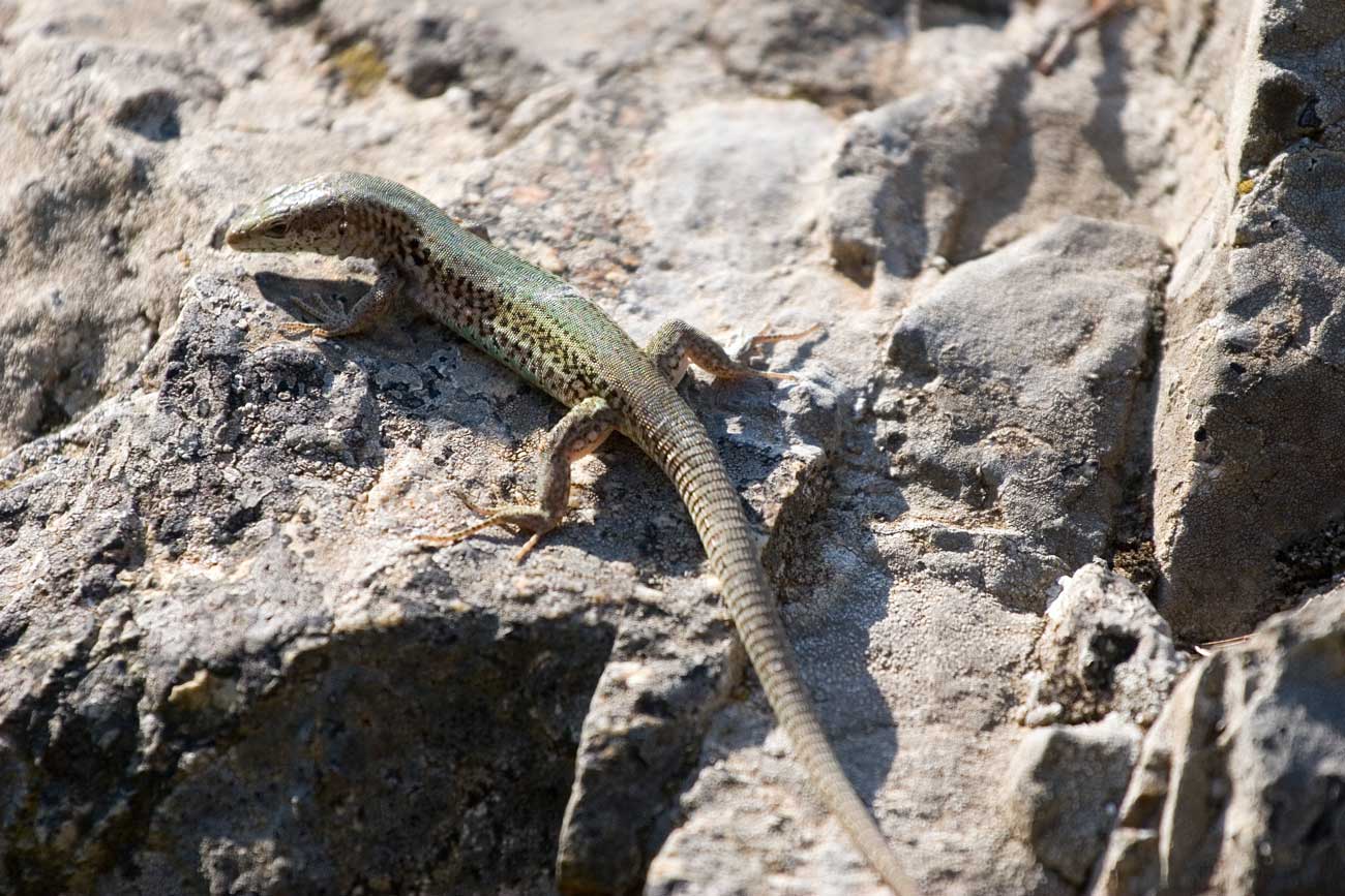 Podarcis g. gaigeae